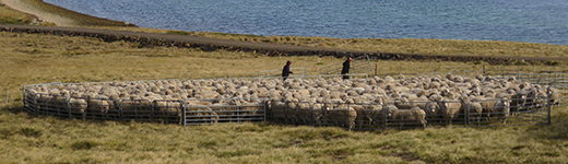 Life and work people Falkland Islands